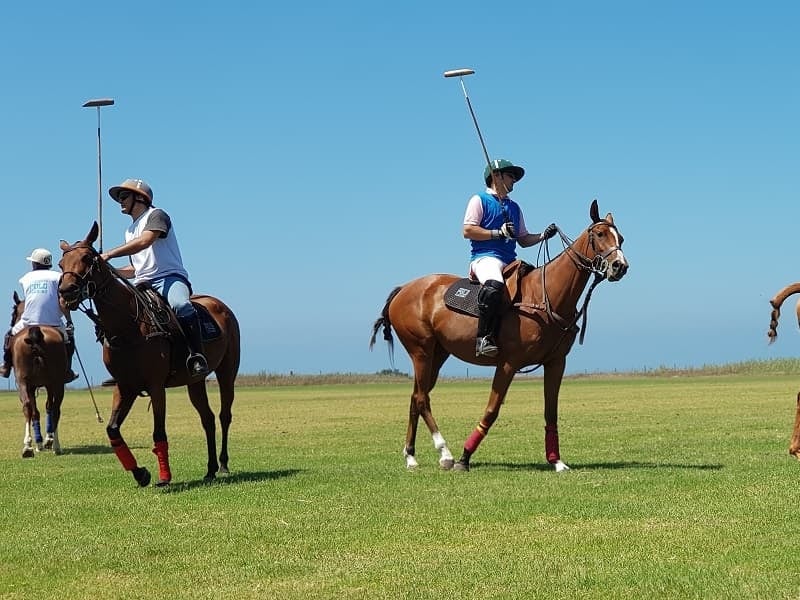 800-Polo-adultos-2